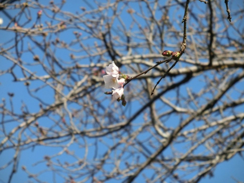 桜開花♪